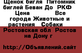 Щенок бигля. Питомник биглей Беван-До (РКФ) › Цена ­ 20 000 - Все города Животные и растения » Собаки   . Ростовская обл.,Ростов-на-Дону г.